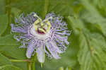 Passionflower <BR>Maypop